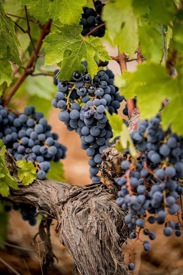 Domaine Rabiega - Vineyard And Boutique Hotel 드라기냥 외부 사진